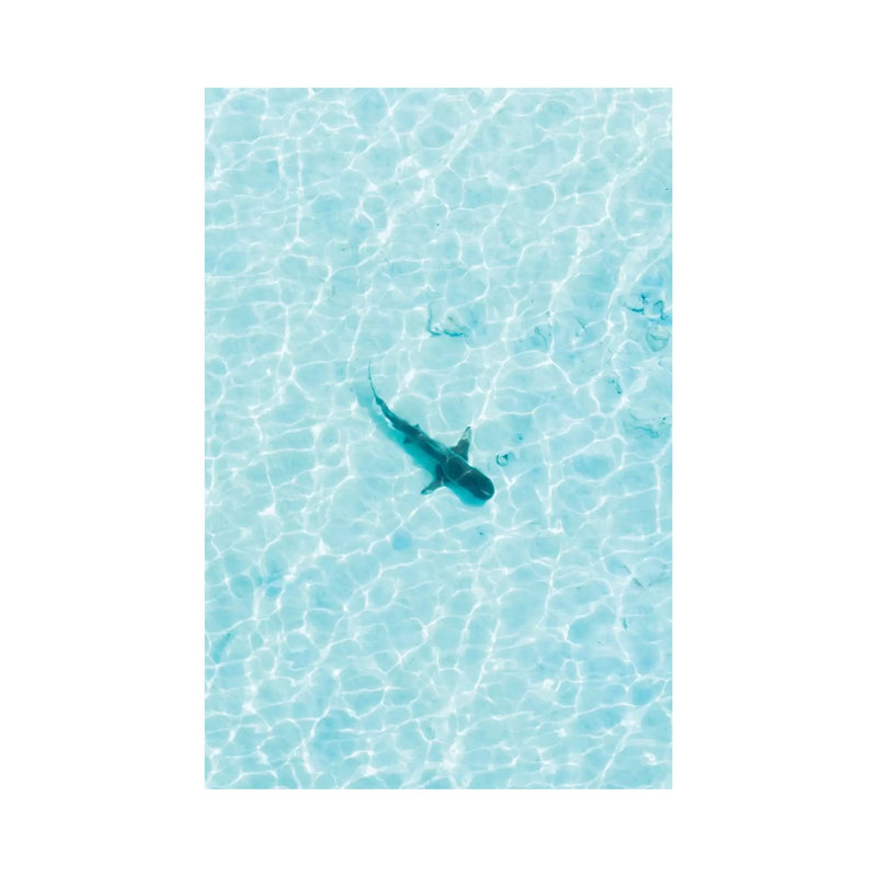 Shark In The Shallows by Jaxon Roberts - Wrapped Canvas Gallery-Wrapped Canvas Giclée, 101.6 cm H x 66.04 cm W x 1.91 cm D