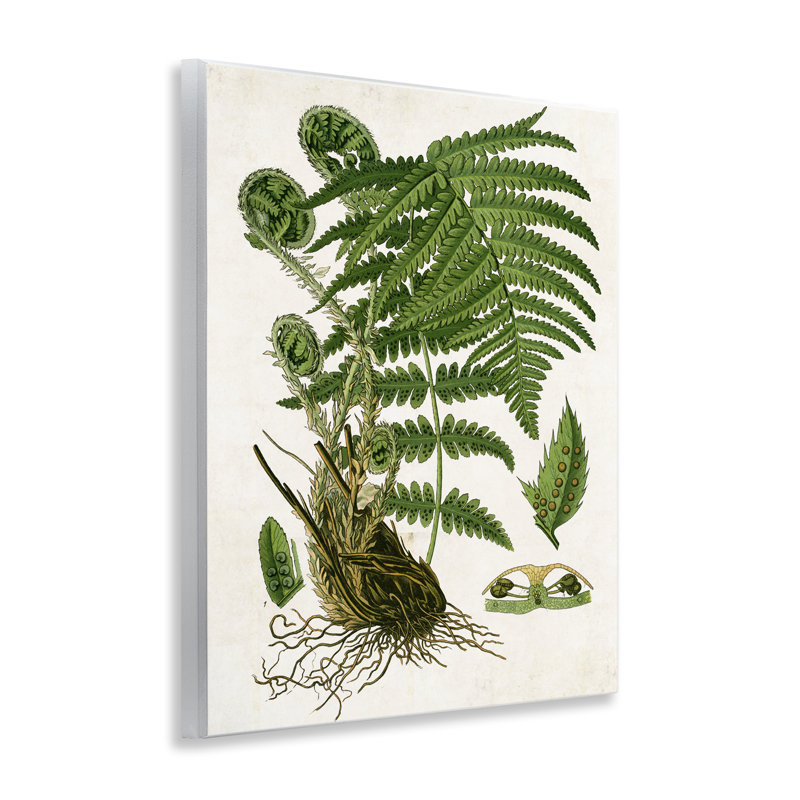  "Curved Ferns Study", art mural par Susan Arnot