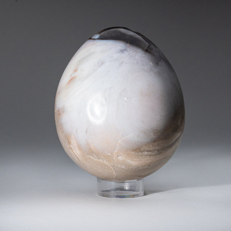 Polished Petrified Wood Egg from Madagascar (2.2 Lbs)