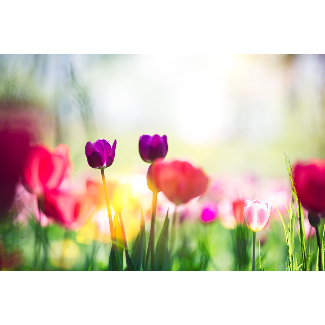 Wiese mit bunten Tulpen von Borut Trdina - Druck auf Leinwand ohne Rahmen