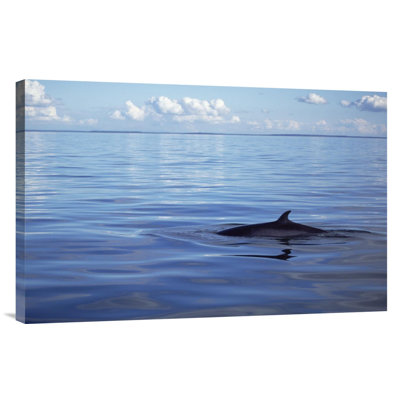 " Common Minke Whale Dorsal Fin, San Juan Islands, Washington "