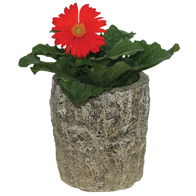 Pot de fleurs en résine, H 7 po x l 6,5 po x P 6,5 po