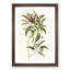 Mountain Laurel Flowers by Mark Catesby - Framed Print-55725993-55725991