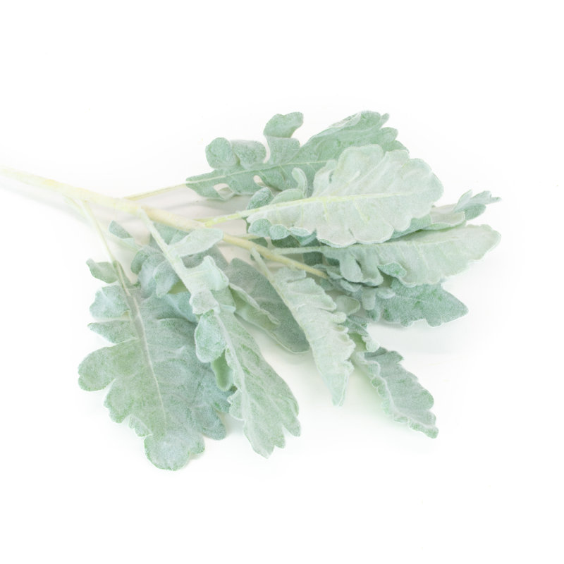Tige dusty miller