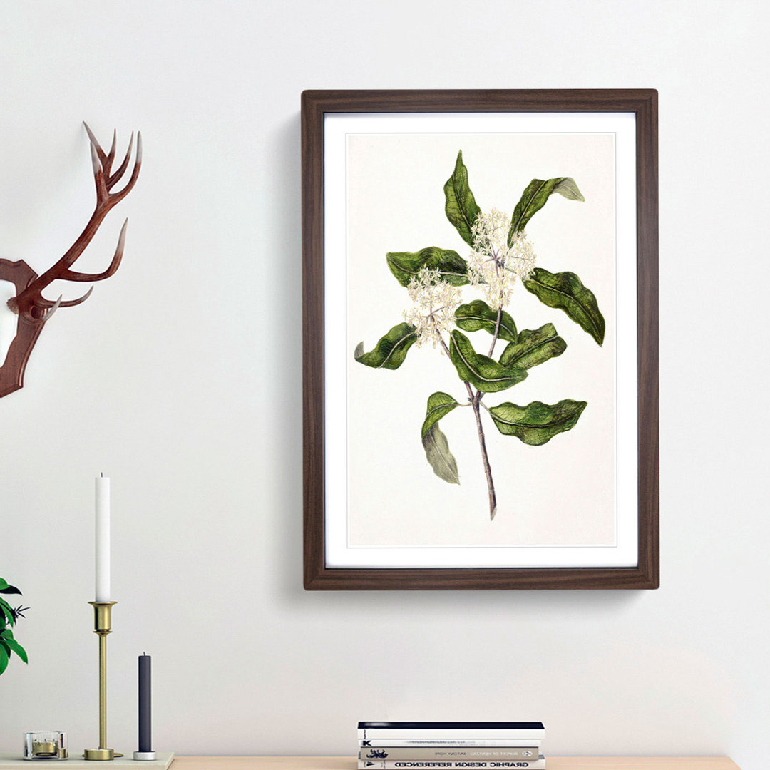 Tarata Flowers by Sarah Featon - Framed Print