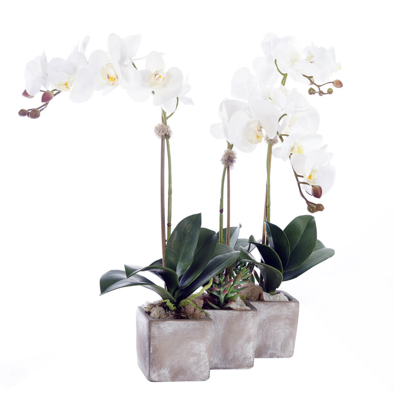 Orchid Arrangement in Pot