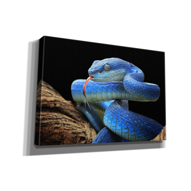 «Blue Viper Snake» par Epic Portfolio, art mural sur toile, H 18 po x l 26 po x P 0,75 po