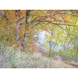 Quiet Autumn Portrait, Zion National Park Print by Bruce Heinemann