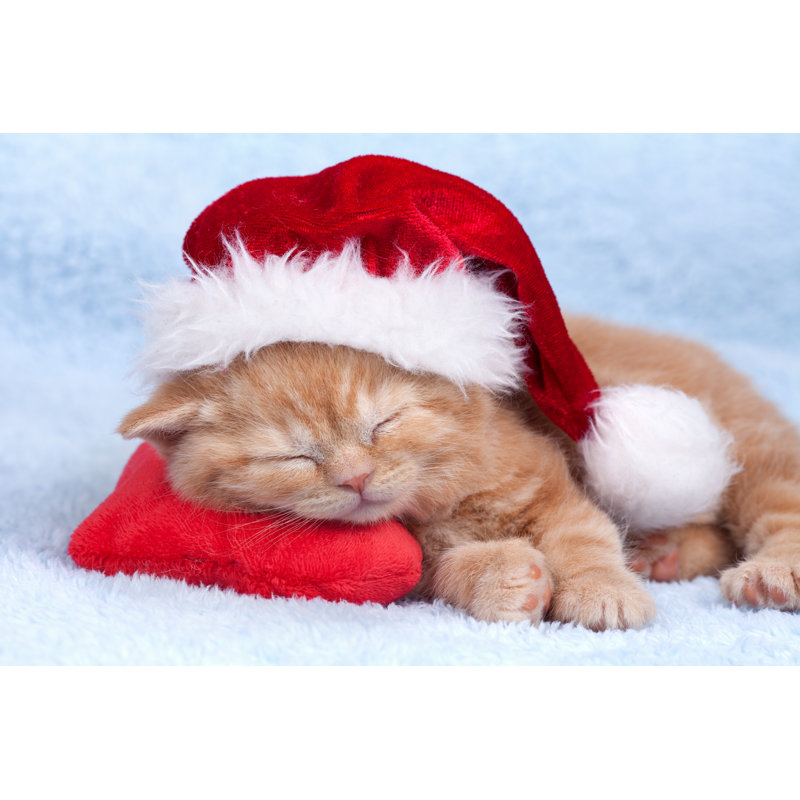 Christmas Cat - Wrapped Canvas Print, 20cm H x 30cm W x 3.8cm D