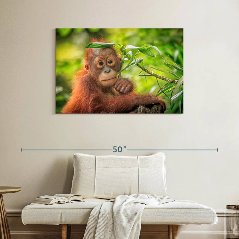 Leaf Munching Orangutan, 26" H x 39" W
