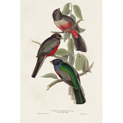 Elegant Trogons V by John Gould - Wrapped Canvas Painting