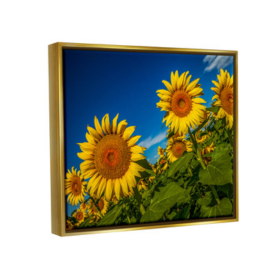 «Gorgeous Sunflower Field Summery Blue Clouds Sky» par Steve Smith - Photographie de cadre flottant sur toile
