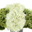 Arrangement floral d'hortensias en pot-972729681