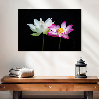 Fleurs de lotus roses et blanches Harnek