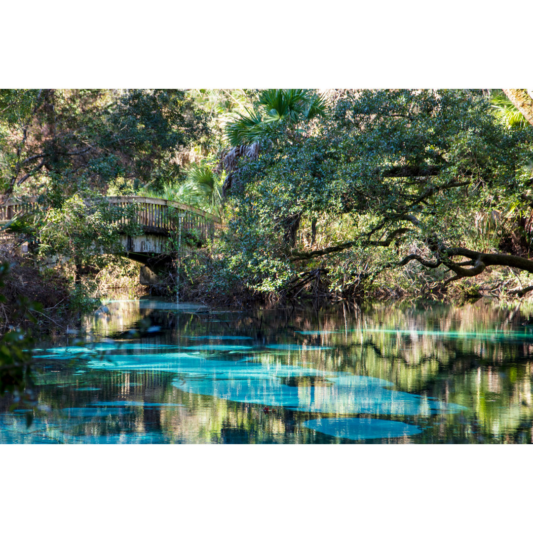 Juniper Springs von Anne Lindgren - Kunstdrucke auf Leinwand