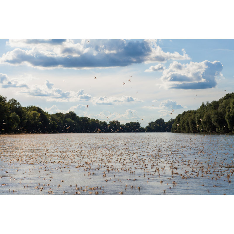 Kalup Long-Tailed Mayfly - Wrapped Canvas Print, 51cm H x 76cm W x 3.8cm D