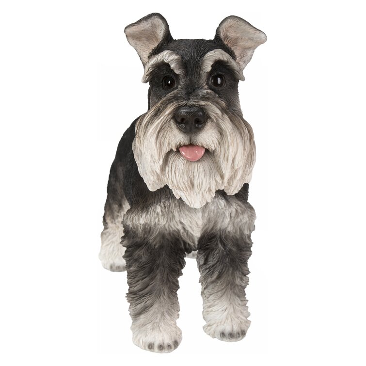 Miniature Schnauzer Our beautiful pictures are available as Framed