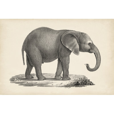 Brodtmann Young Elephant - Graphic Art