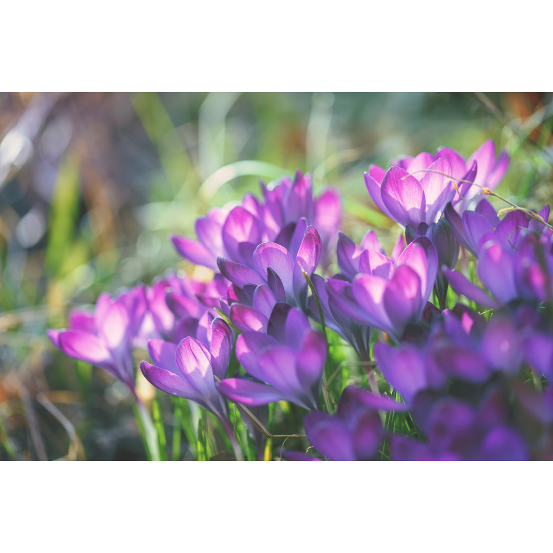 Krokusblüten im Frühling von Rike - Leinwandbild