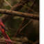 «Song Of The Red Bird 1», reproduction de photo sur toile tendue Vidur-22075587