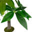 20 plantes