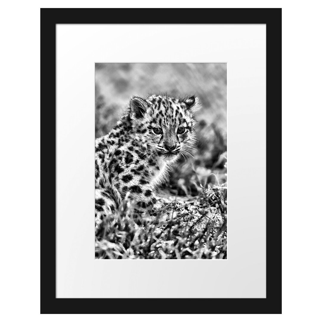 Gerahmtes Poster Junger Leopard im Gras