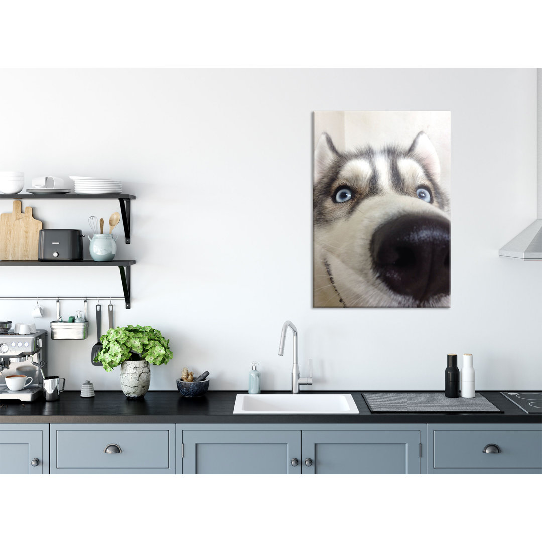 Glasbild Happy Husky