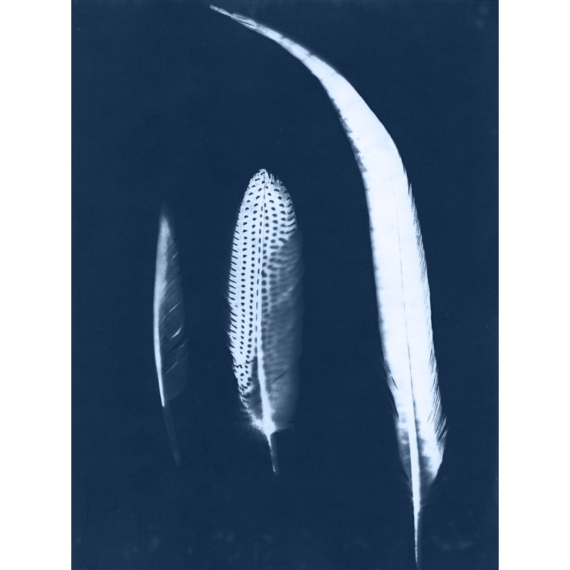 Tayiah Cyanotype Feather Trio II by Jason Johnson - Wrapped Canvas Print, 46 cm H x 30 cm W