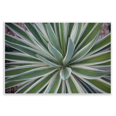 «Centric Succulent Leaves» par Susan Bryant