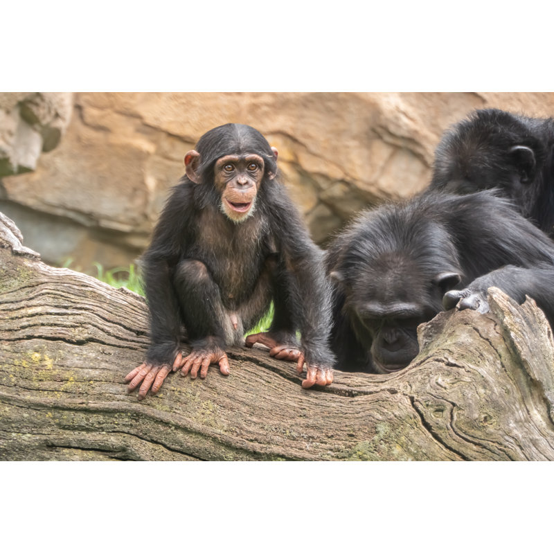 Baby Chimpanzee (Pan Troglodytes), A Great Ape Native To The Forests And Savannahs Of Tropical Africa by Leamus - Wrapped Canvas Print