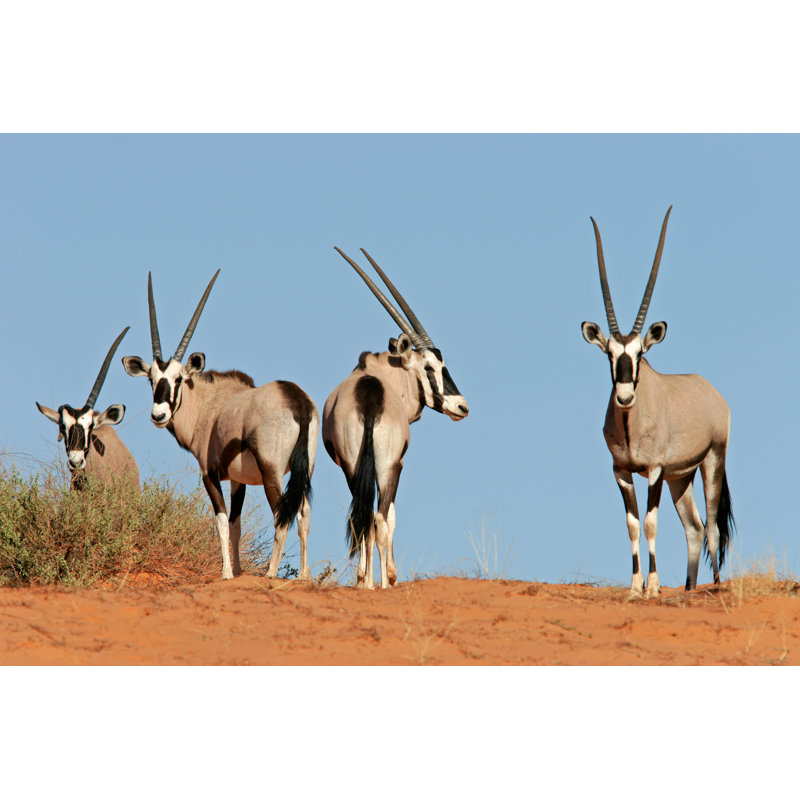 Gemsbok Antelopes - Wrapped Canvas Print, 81cm H x 122cm W x 3.8cm D