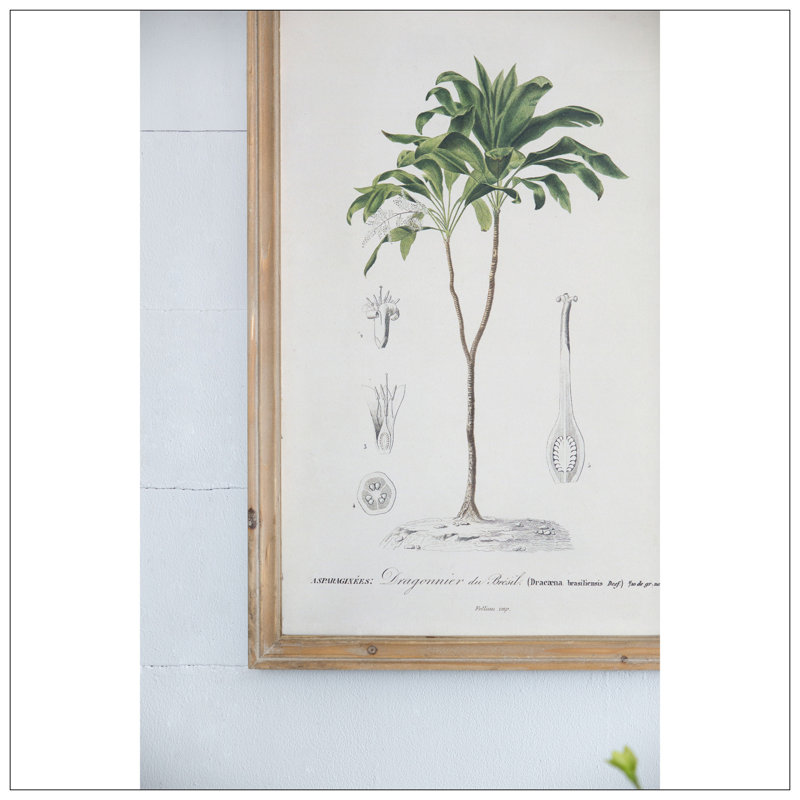 S/2 Tree Framed Print