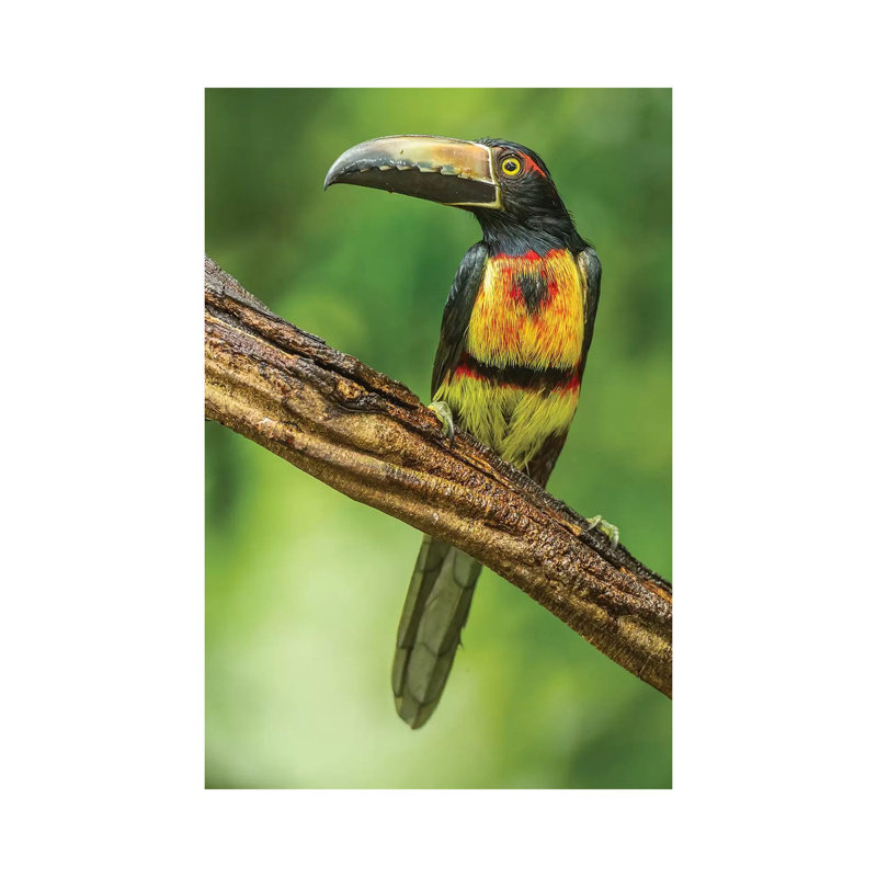 Costa Rica, Arenal. Bananaquit Feeding On Vervain. by Jaynes Gallery - Wrapped Canvas Print, 20.32 cm H x 30.48 cm W