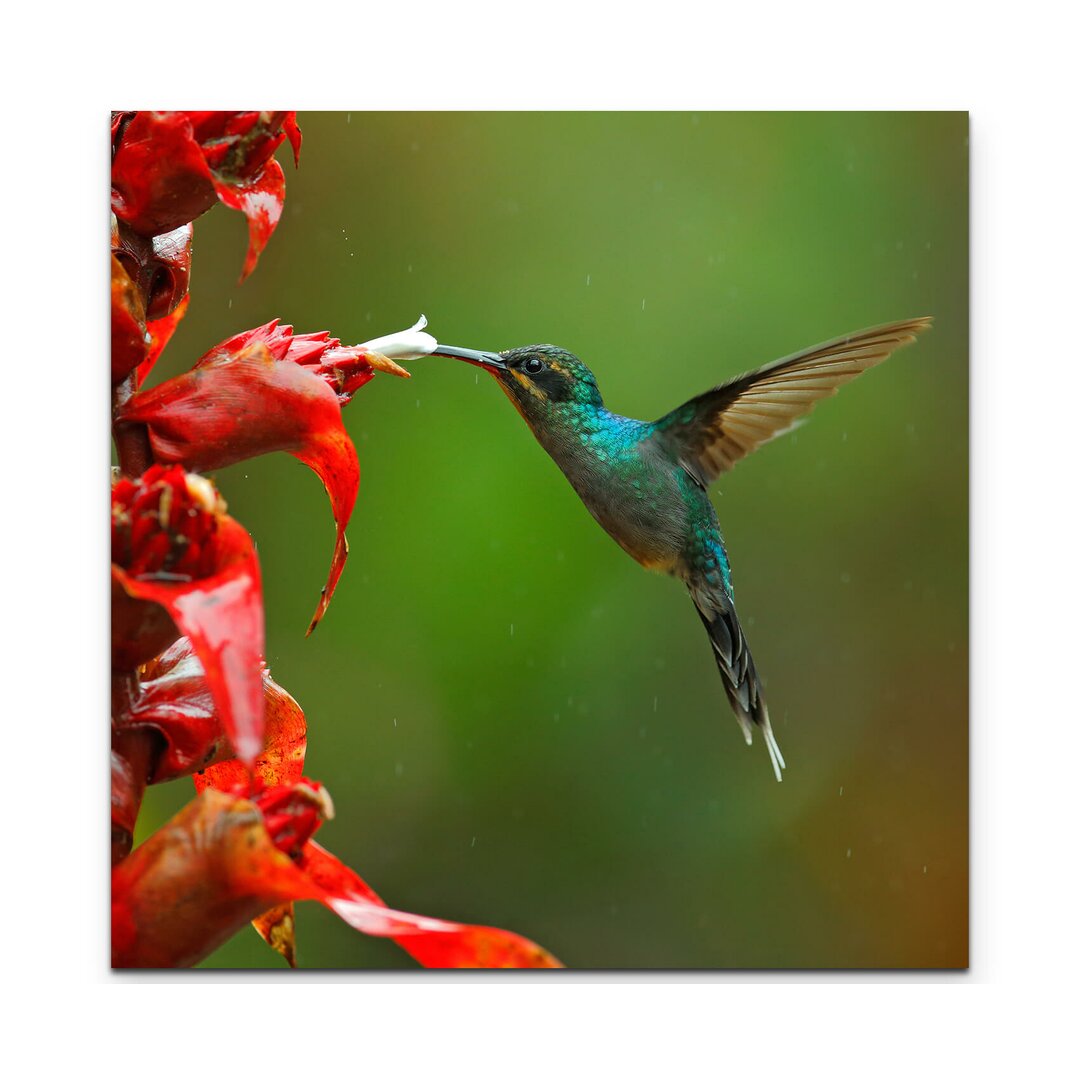 Leinwandbild Grüner Schattenkolibri mit roten Blumen