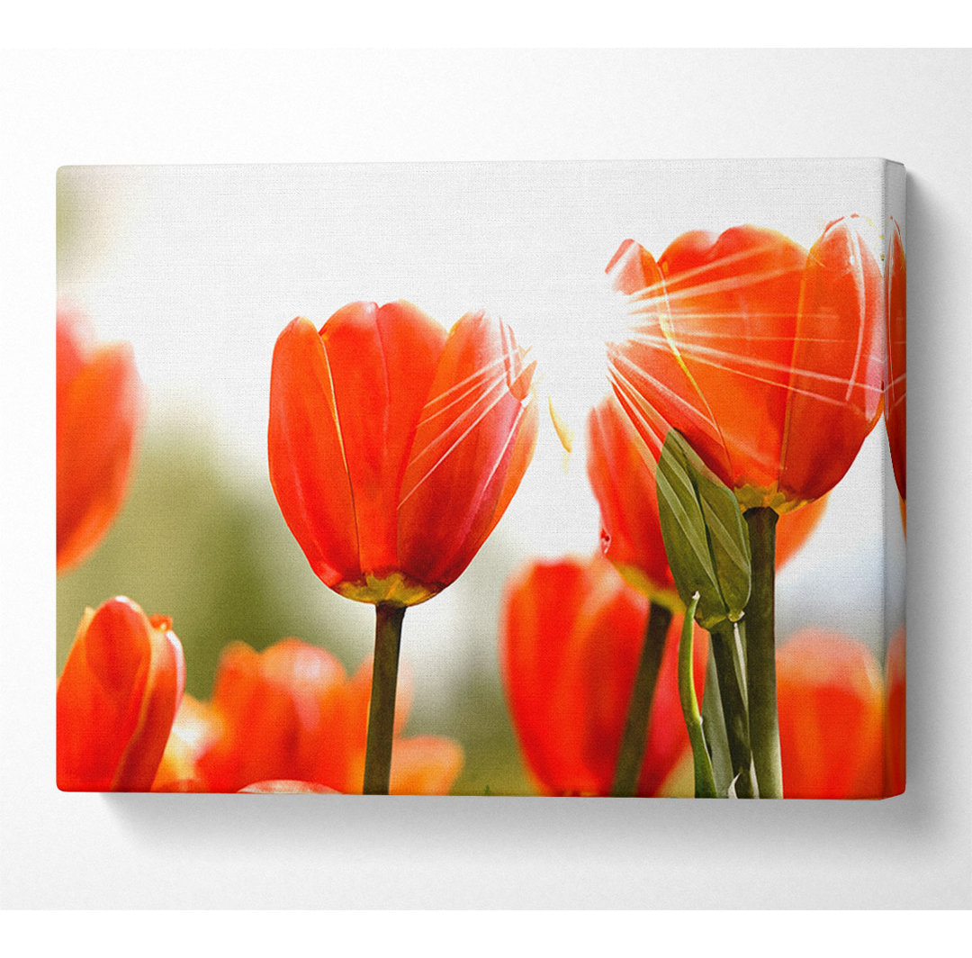 Gerahmtes Leinwandbild Orange Tulips