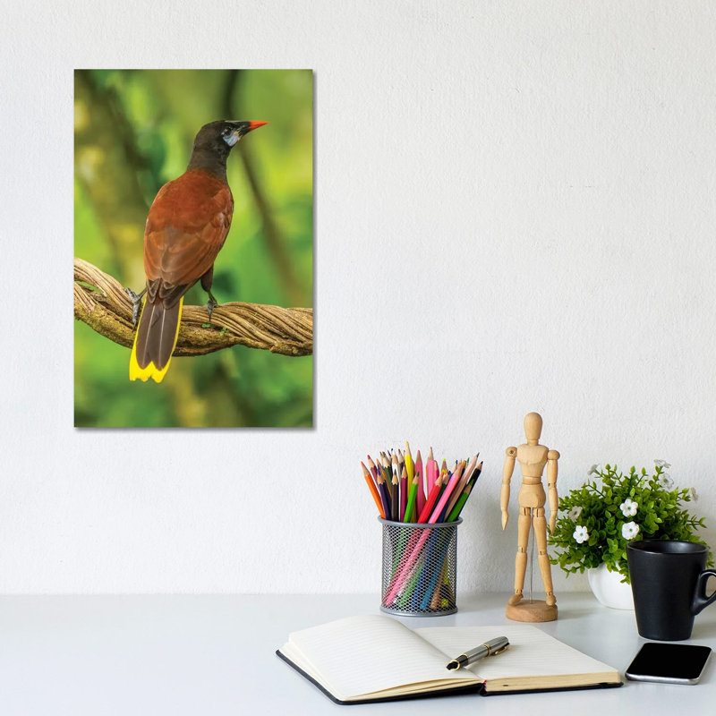 Costa Rica, Sarapiqui River Valley. Montezuma Oropendola Bird On Vine. by Jaynes Gallery - Wrapped Canvas Print