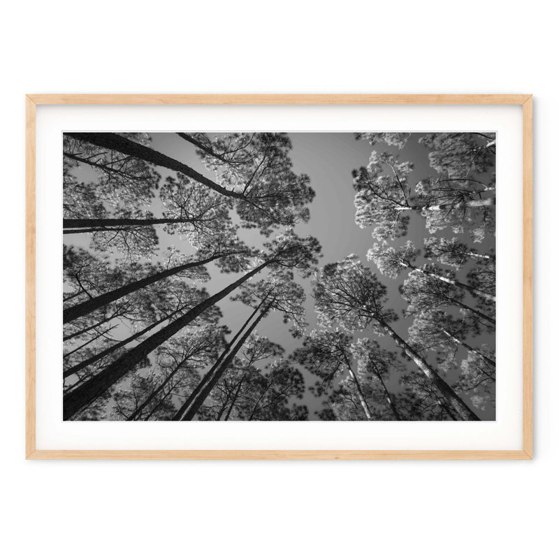 Pine Forest, Black, 24" H x 32" W