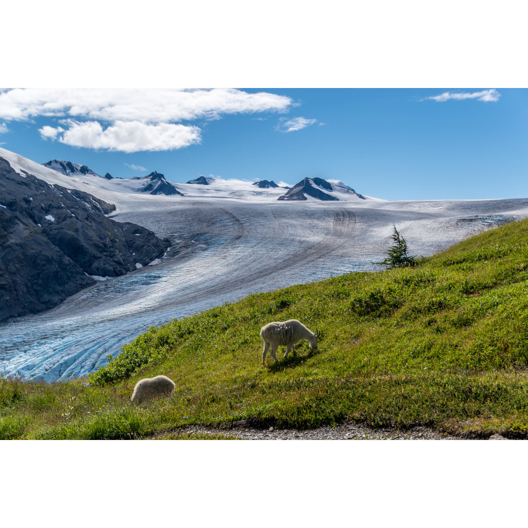 Leinwandbild Bergziegen und Gletscher in Alaska