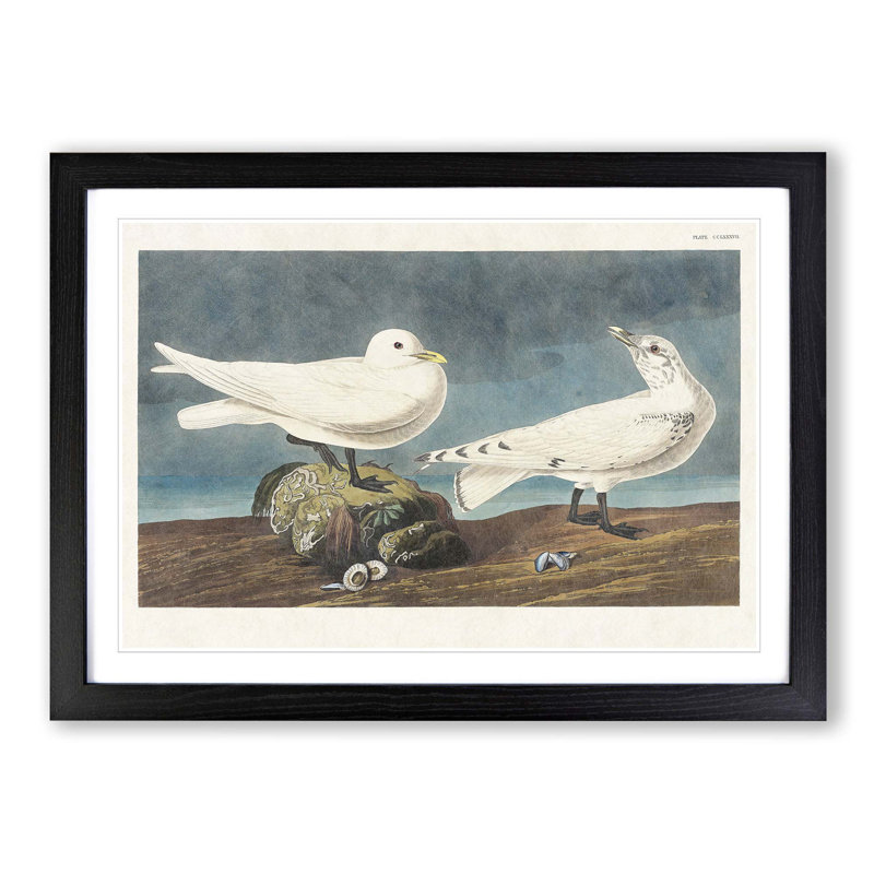 Ivory Gull by John Audubon - Picture Frame Painting Print, 27cm H x 36cm W x 2cm D, Black Framed