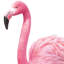 Adhésifs muraux amovibles flamants roses