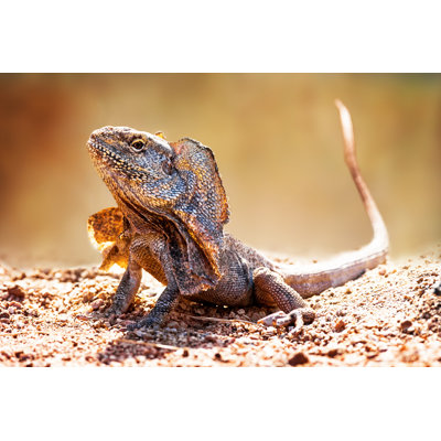 " Frilled Neck Lizard " by Adogslifephoto