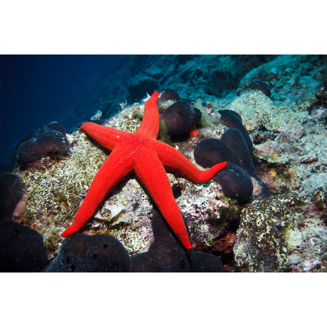 A Red Sea Star On The Ocean Floor von Mkurtbas - Kunstdrucke auf Leinwand ohne Rahmen