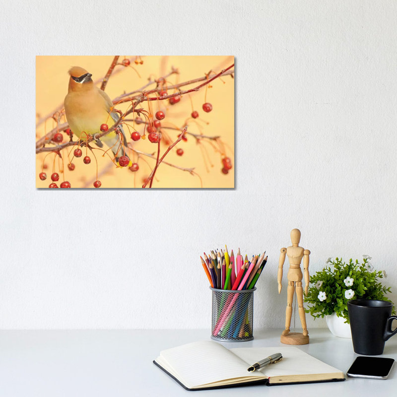«Cedar Waxwing» par Brian Wolf - photographie sur toile tendue, H 8 po x l 12 po x P 0,75 po