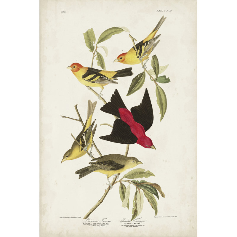 Pl 354 Louisiana Tanager by John Audubon - 1 Piece Wrapped Canvas Painting, 46cm H x 30cm W