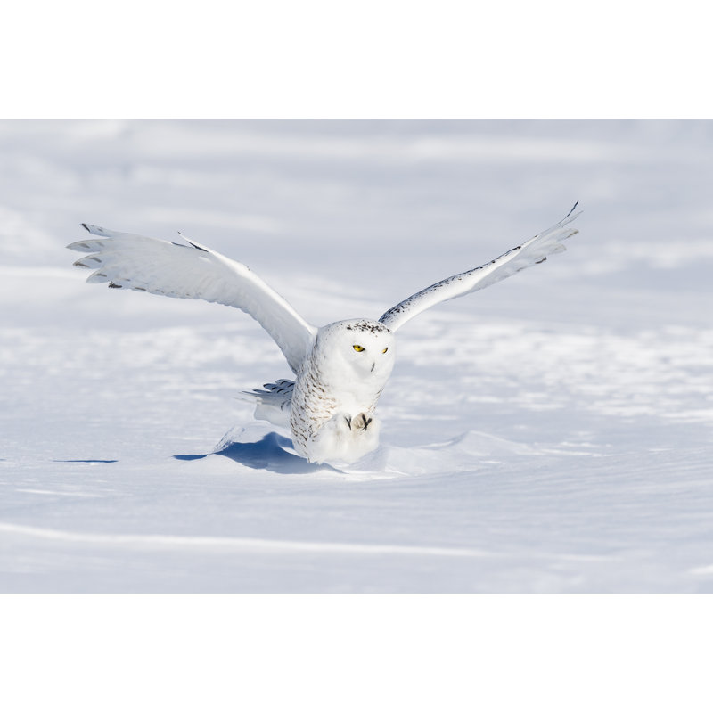 Snowy Owl, Bubo Scandiacus, Bird In Flight by Pchoui - No Frame Art Prints on Canvas, 51cm H x 76cm W