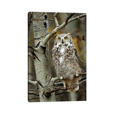 Great Horned Owl Pale Form, Perched in Tree, Alberta, Canada 1 Piece Wrapped Canvas Wall Art