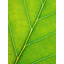 Autumn Leaf by Philippe Monthoux-65800578-132455093