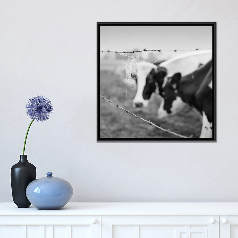 « holstein cow », photographie sur toile, H 37 po x l 37 po x P 1,5 po, Toile encadrée noire, Pas de tapis