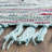 Bussard Rag Rug Hand Woven Cotton Striped Rug-1255555033