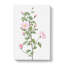 Pink Scotch Briar In Pink by Pierre-Joseph Redoute - Wrapped Canvas Painting-55325187
